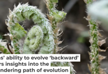 Unfurling fiddlehead of the Christmas fern (Polystichum acrostichoides). Jacob S. Suissa, CC BY-ND